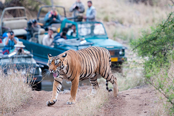 Ranthambore Tour Package